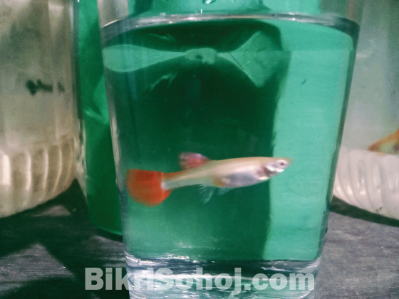 Single black Moscow and Red Moscow femle